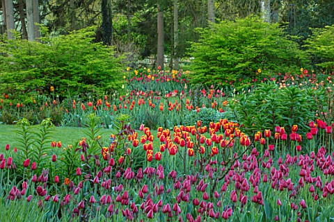 PASHLEY_MANOR_GARDEN_EAST_SUSSEX_SPRING_BORDER_TULIPS__TULIPA_RED_GEORGETTE_AND_TULIPA_DAVENPORT_BUL