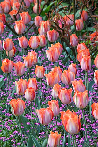 PASHLEY_MANOR_GARDEN_EAST_SUSSEX_SPRING__PLANT_COMBINATION_OF_PINK_FORGETMENOTS_AND_TULIPS__TULIPA_A