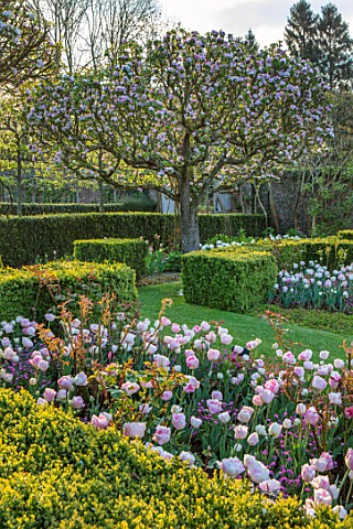 PASHLEY_MANOR_GARDEN_EAST_SUSSEX_SPRING__THE_WALLED_GARDEN__PATH_BOX_HEDGING_BLOSSOM_TREES_TULIP_ANG