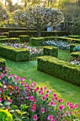 PASHLEY MANOR GARDEN, EAST SUSSEX. SPRING - THE WALLED GARDEN - PATH, BOX HEDGING, BLOSSOM TREES, TULIP DREAMLAND, TULIP ANGELIQUE. TERRACOTTA CONTAINER, HEDGE, HEDGES, APRIL