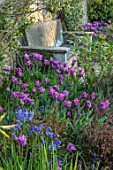 PASHLEY MANOR GARDEN, EAST SUSSEX. SPRING - BORDER OF TULIPS WITH STONE BENCH, SEAT, TULIPA BLUE PARROT, BLUEBELLS, BULBS, COUNTRY, SPRING, FLOWERS, PURPLE, FLOWERING