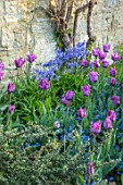 PASHLEY MANOR GARDEN, EAST SUSSEX. SPRING - BORDER OF TULIPS - TULIPA BLUE PARROT, BLUEBELLS, BULBS, COUNTRY, SPRING, FLOWERS, PURPLE, FLOWERING