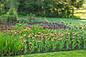 PASHLEY MANOR GARDEN, EAST SUSSEX. SPRING. LAWN AND BORDER OF TULIPS - TULIPA SENSUAL TOUCH AND TULIPA DAVENPORT. BULBS, COUNTRY, ENGLISH, APRIL