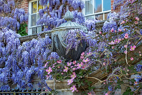 PASHLEY_MANOR_GARDEN_EAST_SUSSEX_SPRING_LEAD_URN_CONTAINER_WITH_WALL_WISTERIA_AND_CLEMATIS_MONTANA_R
