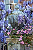 PASHLEY MANOR GARDEN, EAST SUSSEX. SPRING. LEAD URN, CONTAINER WITH WALL, WISTERIA AND CLEMATIS MONTANA RUBENS. PURPLE, PINK, APRIL, ENGLISH, COUNTRY
