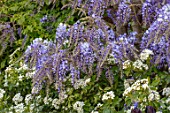 PASHLEY MANOR GARDEN, EAST SUSSEX. SPRING. PLANT COMBINATION, ASSOCIATION OF WISTERIA AND CHOISYA TERNATA. PURPLE, WHITE, BLUE, APRIL, ENGLISH, COUNTRY, CLIMBERS, CLIMBING, SCENT