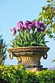 PASHLEY MANOR GARDEN, EAST SUSSEX. SPRING - CONTAINER IN POOL GARDEN PLANTED WITH PINK, PURPLE FLOWERS OF TULIPA MAGIC LAVENDER - BULBS, FLOWERS, TULIP