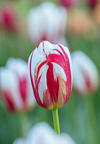 PASHLEY_MANOR_GARDEN_EAST_SUSSEX_CLOSE_UP_PLANT_PORTRAIT_OF_THE_RED_AND_WHITE_FLOWERS_OF_TULIP__TULI