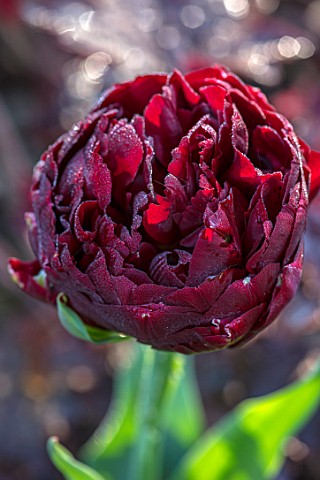 PASHLEY_MANOR_GARDEN_EAST_SUSSEX_CLOSE_UP_PLANT_PORTRAIT_OF_THE_DARK_RED_FLOWERS_OF_TULIP__TULIPA_UN
