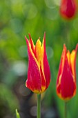 PASHLEY MANOR GARDEN, EAST SUSSEX. CLOSE UP PLANT PORTRAIT OF THE RED AND YELLOW  FLOWERS OF TULIP - TULIPA FLY AWAY. BULBS, APRIL, FLOWER, SPRING
