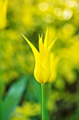 PASHLEY MANOR GARDEN, EAST SUSSEX. CLOSE UP PLANT PORTRAIT OF YELLOW  FLOWER OF TULIP - TULIPA WESTPOINT. BULBS, APRIL, FLOWER, SPRING