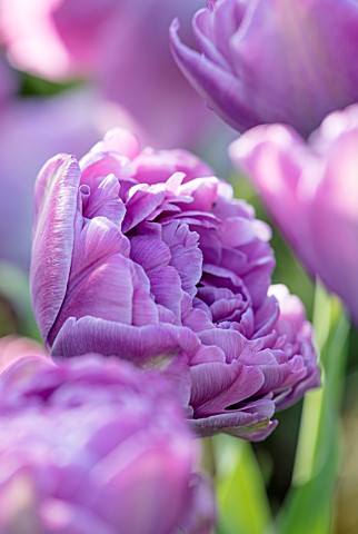 PASHLEY_MANOR_GARDEN_EAST_SUSSEX_CLOSE_UP_PLANT_PORTRAIT_OF_LILAC_PINK_FLOWER_OF_TULIP__TULIPA_LILAC