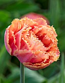 PASHLEY MANOR GARDEN, EAST SUSSEX. CLOSE UP PLANT PORTRAIT OF ORANGE, PEACH FLOWER OF TULIP - TULIPA SENSUAL TOUCH. BULBS, APRIL, FLOWER, SPRING