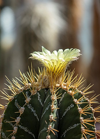 CHESTER_ZOO_CHESHIRE_CACTUS_IN_FLOWER_IN_THE_CACTUS_GREENHOUSE_SPRING_APRIL_BLOOM_BLOOMING_WHITE_CRE