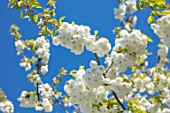 CHESTER ZOO, CHESHIRE: WHITE FLOWERS OF CHERRY BLOSSOM IN BLOOM IN SPRING. FLOWERS, BLOOMING, PRUNUS, APRIL