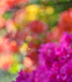 CHESTER ZOO, CHESHIRE: OUT OF FOCUS IMAGE OF AZALEAS IN SPRING. APRIL, ABSTRACT