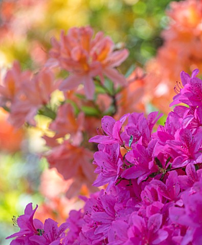 CHESTER_ZOO_CHESHIRE_AZALEAS_IN_SPRING_APRIL_WOODLAND_SHRUB_PINK_ORANGE__FLOWERS_FLOWER_BLOOM_BLOOMS
