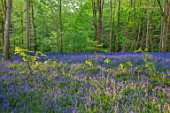 HOLE PARK, KENT: THE BLUEBELL WOOD IN SPRING. MAY, FLOWERS, WOODLAND, BULBS, DRIFTS, SCENTED, FRAGRANT, WOODS, PATH, PATHWAYS, SHADE, SHADY, COUNTRY, GARDENS, ENGLISH