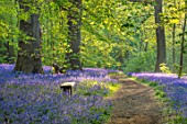 HOLE PARK, KENT: THE BLUEBELL WOOD IN SPRING. MAY, FLOWERS, WOODLAND, BULBS, DRIFTS, SCENTED, FRAGRANT, WOODS, PATH, PATHWAYS, SHADE, SHADY, COUNTRY, GARDENS, ENGLISH, BECH, SEAT