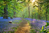 HOLE PARK, KENT: THE BLUEBELL WOOD IN SPRING. MAY, FLOWERS, WOODLAND, BULBS, DRIFTS, SCENTED, FRAGRANT, WOODS, PATH, PATHWAYS, SHADE, SHADY, COUNTRY, GARDENS, ENGLISH. BENCH, SEAT