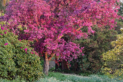 HOLE_PARK_KENT_PINK_BLOSSOM_ON_CRAB_APPLE__MALUS_PROFUSION_WOODS_COUNTRY_GARDENS_ENGLISH_MAY_SPRING