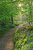 HOLE PARK, KENT: THE BLUEBELL WOOD IN SPRING. MAY, FLOWERS, WOODLAND, BULBS, DRIFTS, SCENTED, FRAGRANT, WOODS, PATH, PATHWAYS, SHADE, SHADY, COUNTRY, GARDENS, ENGLISH, BENCH, SEAT