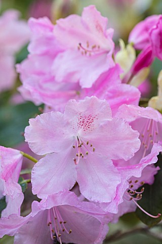 HOLE_PARK_KENT_CLOSE_UP_OF_PINK_RHODODENDRON_IN_THE_WOODLAND_SHRUB_FLOWER_FLOWERS_SPRING_MAY_SHADE_S