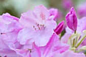 HOLE PARK, KENT: CLOSE UP OF PINK RHODODENDRON IN THE WOODLAND. SHRUB, FLOWER, FLOWERS, SPRING, MAY, SHADE, SHADY