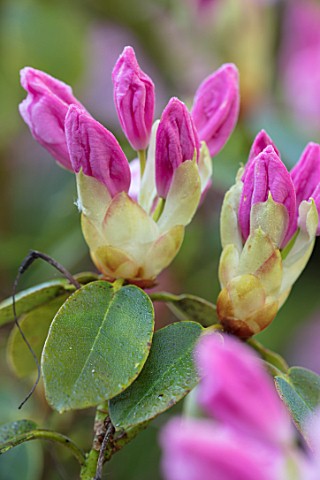 HOLE_PARK_KENT_CLOSE_UP_OF_EMERGING_BUD_OF_PINK_RHODODENDRON_IN_THE_WOODLAND_SHRUB_FLOWER_FLOWERS_SP