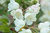 HOLE PARK, KENT: CLOSE UP OF WHITE, CREAM FLOWER OF RHODODENDRON IN THE WOODLAND. SHRUB, FLOWER, FLOWERS, SPRING, MAY, SHADE, SHADY