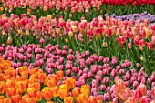 KEUKENHOF, NETHERLANDS: HOLLAND, ROWS OF PINK TULIPS. WOODS, WOODLAND, FORMAL, FLOWERS, BLOOMS, BLOOMING, MAY, SPRING