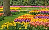 KEUKENHOF, NETHERLANDS: HOLLAND, TULIPS AND LAWN. GRASS, WOODS, WOODLAND, FORMAL, FLOWERS, BLOOMS, BLOOMING, MAY, SPRING, BULB, BULBS