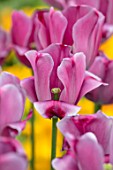 KEUKENHOF, NETHERLANDS: HOLLAND, CLOSE UP PLANT PORTRAIT OF THE PINK, FLOWERS OF TRIUMPHATOR TULIP - TULIPA ROUISSILLON, MAY, SPRING, BULBS