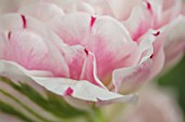 KEUKENHOF, NETHERLANDS: HOLLAND, CLOSE UP PLANT PORTRAIT OF THE PINK AND WHITE FLOWERS OF DOUBLE LATE TULIP - TULIPA DANCELINE, MAY, SPRING, BULBS, FLOWERING, BLOOM, PETALS