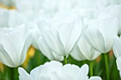 KEUKENHOF, NETHERLANDS: HOLLAND, CLOSE UP PLANT PORTRAIT OF THE WHITE FLOWERS OF TRIUMPHATOR TULIP - TULIPA SNOWHUNT, MAY, SPRING, BULBS, FLOWERING, BLOOM, PETALS