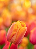 KEUKENHOF, NETHERLANDS: HOLLAND, CLOSE UP PLANT PORTRAIT OF THE PINK, ORANGE FLOWERS OF SINGLE LATE TULIP - TULIPA BATAVIA, MAY, SPRING, BULBS, FLOWERING, BLOOM, PETALS