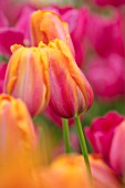 KEUKENHOF, NETHERLANDS: HOLLAND, CLOSE UP PLANT PORTRAIT OF THE PINK, ORANGE FLOWERS OF SINGLE LATE TULIP - TULIPA BATAVIA, MAY, SPRING, BULBS, FLOWERING, BLOOM, PETALS