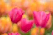 KEUKENHOF, NETHERLANDS: HOLLAND, ABSTRACT CLOSE UP PLANT PORTRAIT OF THE PINK FLOWERS OF SINGLE LATE TULIP - TULIPA GRANDSTIJLE, MAY, SPRING, BULBS, FLOWERING, BLOOM, PETALS