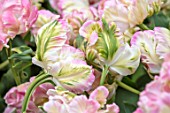KEUKENHOF, NETHERLANDS: HOLLAND, CLOSE UP PLANT PORTRAIT OF GREEN, PINK, CREAM FLOWERS OF PARROT TULIP - TULIPA STAR OF PARROT. MAY, SPRING, BULBS, FLOWERING, BLOOM