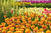 KEUKENHOF, NETHERLANDS: PLANT COMBINATION, ASSOCIATION - TULIPA SALMON DYNASTY AND FRITILLARIA PERSICA IVORY BELLS. TULIP, BULBS, FLOWERS, FLOWERING, SPRING, MAY
