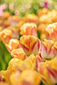 KEUKENHOF, NETHERLANDS: CLOSE UP PLANT PORTRAIT OF TULIPA SALMON DYNASTY. BULBS, FLOWERS, FLOWERING, SPRING, MAY, PETALS, ORANGE, PINK