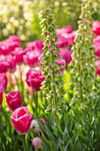 KEUKENHOF, NETHERLANDS: PLANT COMBINATION, ASSOCIATION OF TULIPA DYNASTY AND FRITILLARIA PERSICA IVORY BELLS. BULBS, FLOWERS, FLOWERING, SPRING, MAY, PETALS, PINK, GREEN