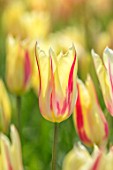 KEUKENHOF, NETHERLANDS: CLOSE UP PLANT PORTRAIT OF YELLOW AND RED TULIP - TULIPA MARILYN. BULBS, FLOWERS, FLOWERING, SPRING, MAY, PETALS, STRIPED, STRIPY