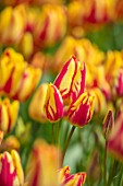 KEUKENHOF, NETHERLANDS: HOLLAND, CLOSE UP PLANT PORTRAIT OF RED, YELLOW FLOWER OF TULIP - TULIPA COLOUR SPECTACLE. MAY, SPRING, BULBS, FLOWERING, BLOOM, VIVID, BRIGHT, STRIPED