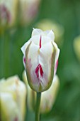KEUKENHOF, NETHERLANDS: CLOSE UP PLANT PORTRAIT OF THE PINK AND WHITE FLOWER OF VIRIDIFLORA TULIP - TULIPA FLAMING SPRINGGREEN. BULB, FLOWERING, SPRING, MAY