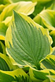 KEUKENHOF, NETHERLANDS: HOLLAND, CLOSE UP PLANT PORTRAIT OF THE GREEN, YELLOW LEAVES OF HOSTA GRAND MARMALADE. MAY, SPRING, PERENNIALS, FOLIAGE, VARIEGATED, LIME