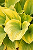 KEUKENHOF, NETHERLANDS: HOLLAND, CLOSE UP PLANT PORTRAIT OF THE GREEN, YELLOW LEAVES OF HOSTA DUTCH FLAME. MAY, SPRING, PERENNIALS, FOLIAGE, VARIEGATED, LIME