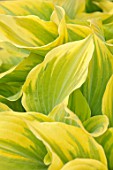 KEUKENHOF, NETHERLANDS: HOLLAND, CLOSE UP PLANT PORTRAIT OF THE GREEN, YELLOW LEAVES OF HOSTA DUTCH FLAME. MAY, SPRING, PERENNIALS, FOLIAGE, VARIEGATED, LIME