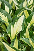 KEUKENHOF, NETHERLANDS: HOLLAND, CLOSE UP PLANT PORTRAIT OF THE GREEN, CREAM LEAVES OF HOSTA WHIRLWIND. MAY, SPRING, PERENNIALS, FOLIAGE, VARIEGATED