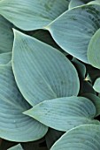 KEUKENHOF, NETHERLANDS: HOLLAND, CLOSE UP PLANT PORTRAIT OF THE GREEN, BLUE LEAVES OF HOSTA HALCYON. MAY, SPRING, PERENNIALS, FOLIAGE